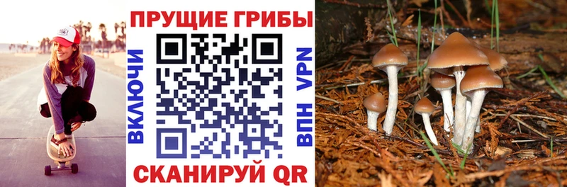 Галлюциногенные грибы Cubensis  Дятьково 
